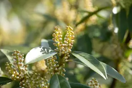 Prunus laurocerasus 'Otto Luyken' (Laurierkers 'Otto Luyken') - afbeelding 3
