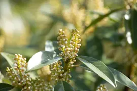 Prunus laurocerasus 'Otto Luyken' (Laurierkers 'Otto Luyken') - afbeelding 4