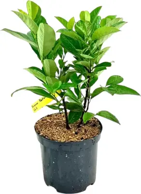 Prunus laurocerasus 'Rotundifolia' (Laurier) 50cm - afbeelding 1