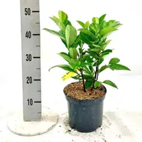 Prunus laurocerasus 'Rotundifolia' (Laurier) 50cm - afbeelding 2