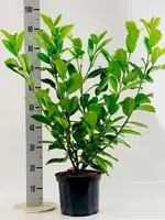 Prunus laurocerasus 'Rotundifolia' (Laurier) 80cm - afbeelding 2