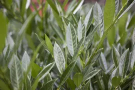 Prunus laurocerasus 'Titan' (Laurierkers) - afbeelding 1
