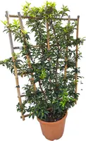 Prunus lusitanica angustifolia - afbeelding 1