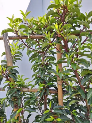 Prunus lusitanica angustifolia - afbeelding 2