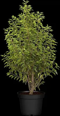 Prunus lusitanica 'Angustifolia' (Portugese laurier 'Angustifolia') - afbeelding 7