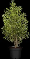 Prunus lusitanica 'Angustifolia' (Portugese laurier 'Angustifolia') - afbeelding 7
