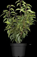 Prunus lusitanica 'Angustifolia' (Portugese laurier 'Angustifolia') - afbeelding 5