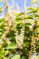 Prunus lusitanica 'Angustifolia' (Portugese laurier 'Angustifolia') - afbeelding 14
