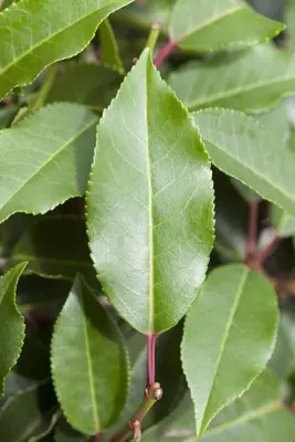 Prunus lusitanica 'Angustifolia' (Portugese laurier 'Angustifolia') - afbeelding 8