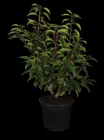 Prunus lusitanica 'Angustifolia' (Portugese laurier 'Angustifolia') - afbeelding 2