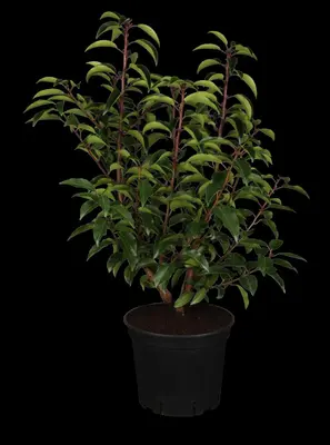 Prunus lusitanica 'Angustifolia' (Portugese laurier 'Angustifolia') - afbeelding 2