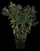 Prunus lusitanica 'Angustifolia' (Portugese laurier 'Angustifolia') - afbeelding 1