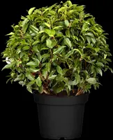 Prunus lusitanica 'Angustifolia' (Portugese laurier 'Angustifolia') - afbeelding 6