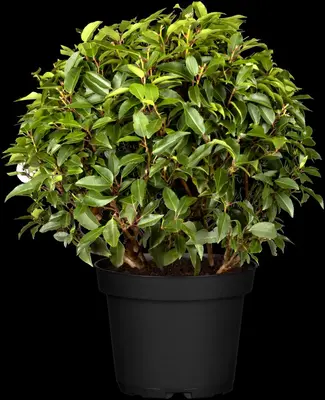 Prunus lusitanica 'Angustifolia' (Portugese laurier 'Angustifolia') - afbeelding 6
