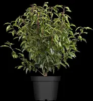 Prunus lusitanica 'Angustifolia' (Portugese laurier 'Angustifolia') - afbeelding 4