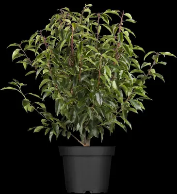 Prunus lusitanica 'Angustifolia' (Portugese laurier 'Angustifolia') - afbeelding 4