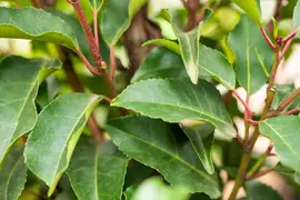 Prunus lusitanica 'Angustifolia' (Portugese laurier 'Angustifolia') - afbeelding 11