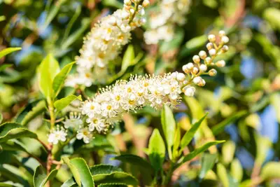 Prunus lusitanica 'Angustifolia' (Portugese laurier 'Angustifolia') - afbeelding 13