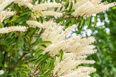 Prunus lusitanica 'Angustifolia' (Portugese laurier 'Angustifolia') - afbeelding 15