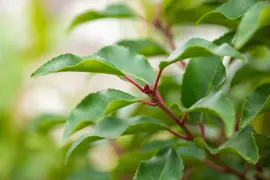 Prunus lusitanica 'Angustifolia' (Portugese laurier 'Angustifolia') - afbeelding 12