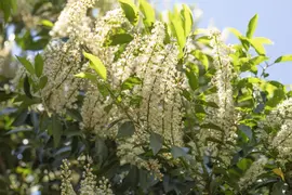 Prunus lusitanica 'Angustifolia' (Portugese laurier 'Angustifolia') - afbeelding 10