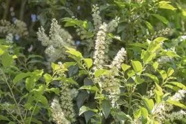Prunus lusitanica 'Angustifolia' (Portugese laurier 'Angustifolia') - afbeelding 9