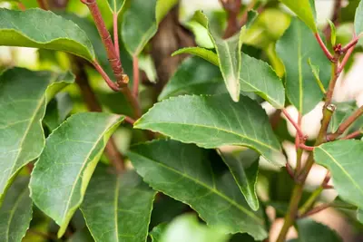 Prunus lusitanica 'Angustifolia' (Portugese laurier 'Angustifolia') - afbeelding 11