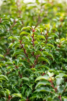 Prunus lusitanica 'Brenelia'® (Portugese Laurier 'Brenelia') - afbeelding 6