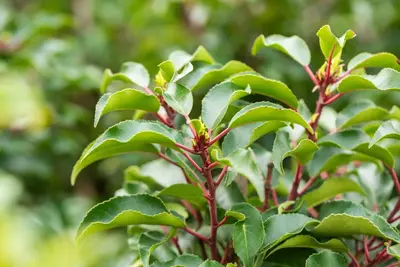 Prunus lusitanica 'Brenelia'® (Portugese Laurier 'Brenelia') - afbeelding 3