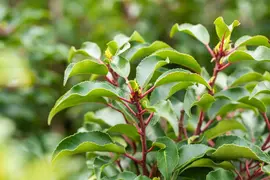 Prunus lusitanica 'Brenelia'® (Portugese Laurier 'Brenelia') - afbeelding 3