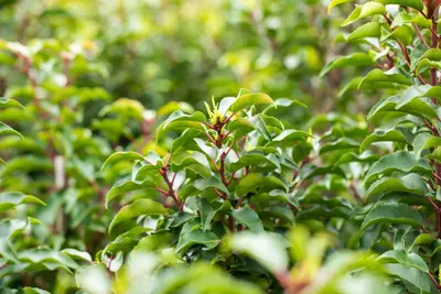 Prunus lusitanica 'Brenelia'® (Portugese Laurier 'Brenelia') - afbeelding 4