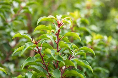 Prunus lusitanica 'Brenelia'® (Portugese Laurier 'Brenelia') - afbeelding 5