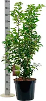 Prunus lusitanica 'Brunelia' (Portugese laurier) 175cm kopen?
