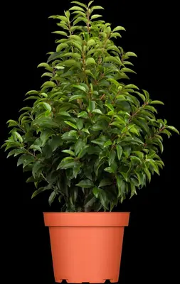 Prunus lusitanica (Portugese laurier) - afbeelding 5