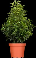 Prunus lusitanica (Portugese laurier) - afbeelding 5