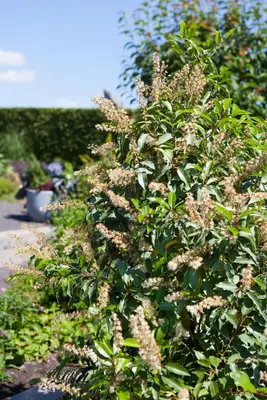 Prunus lusitanica (Portugese laurier) - afbeelding 1
