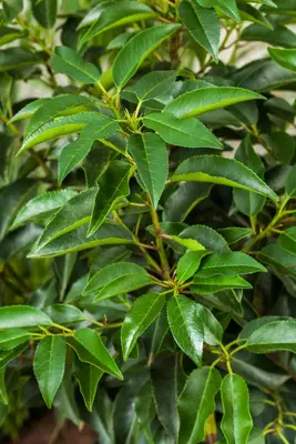 Prunus lusitanica (Portugese laurier) - afbeelding 8