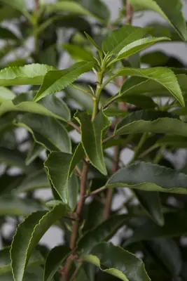 Prunus lusitanica (Portugese laurier) - afbeelding 3