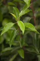 Prunus lusitanica (Portugese laurier) - afbeelding 6