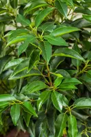 Prunus lusitanica (Portugese laurier) - afbeelding 8