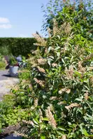 Prunus lusitanica (Portugese laurier) - afbeelding 1