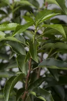 Prunus lusitanica (Portugese laurier) - afbeelding 3