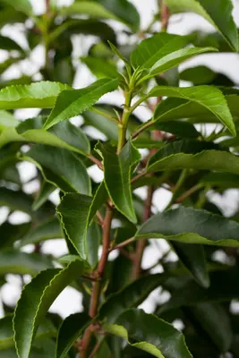 Prunus lusitanica (Portugese laurier) - afbeelding 4