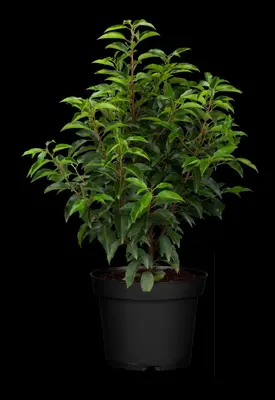 Prunus lusitanica (Portugese laurier) - afbeelding 9