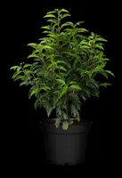 Prunus lusitanica (Portugese laurier) - afbeelding 9