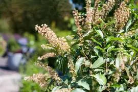 Prunus lusitanica (Portugese laurier) - afbeelding 2