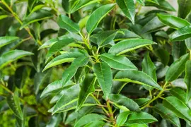 Prunus lusitanica (Portugese laurier) - afbeelding 7