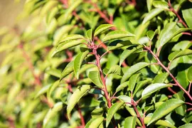 Prunus lusitanica (Portugese laurier) - afbeelding 11