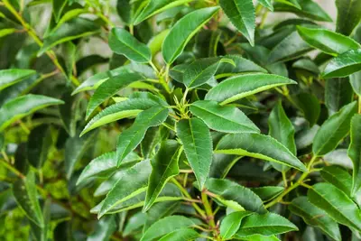 Prunus lusitanica (Portugese laurier) - afbeelding 7