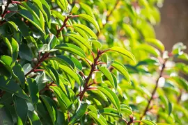 Prunus lusitanica (Portugese laurier) - afbeelding 10